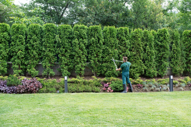 Professional Tree Removal in Aransas Pass, TX